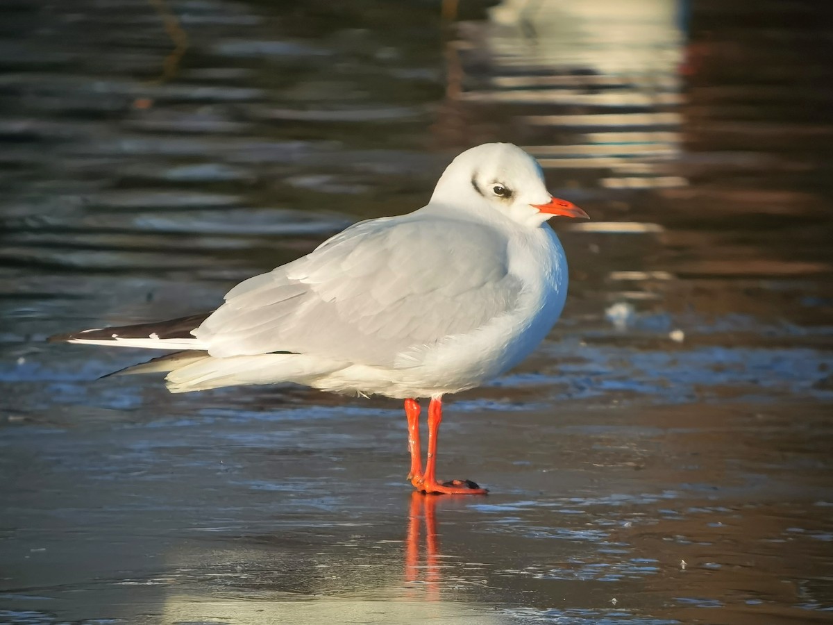 Black-headed Gull - ML620608267