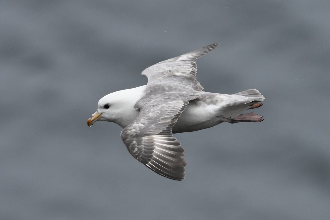 Northern Fulmar - ML620608268