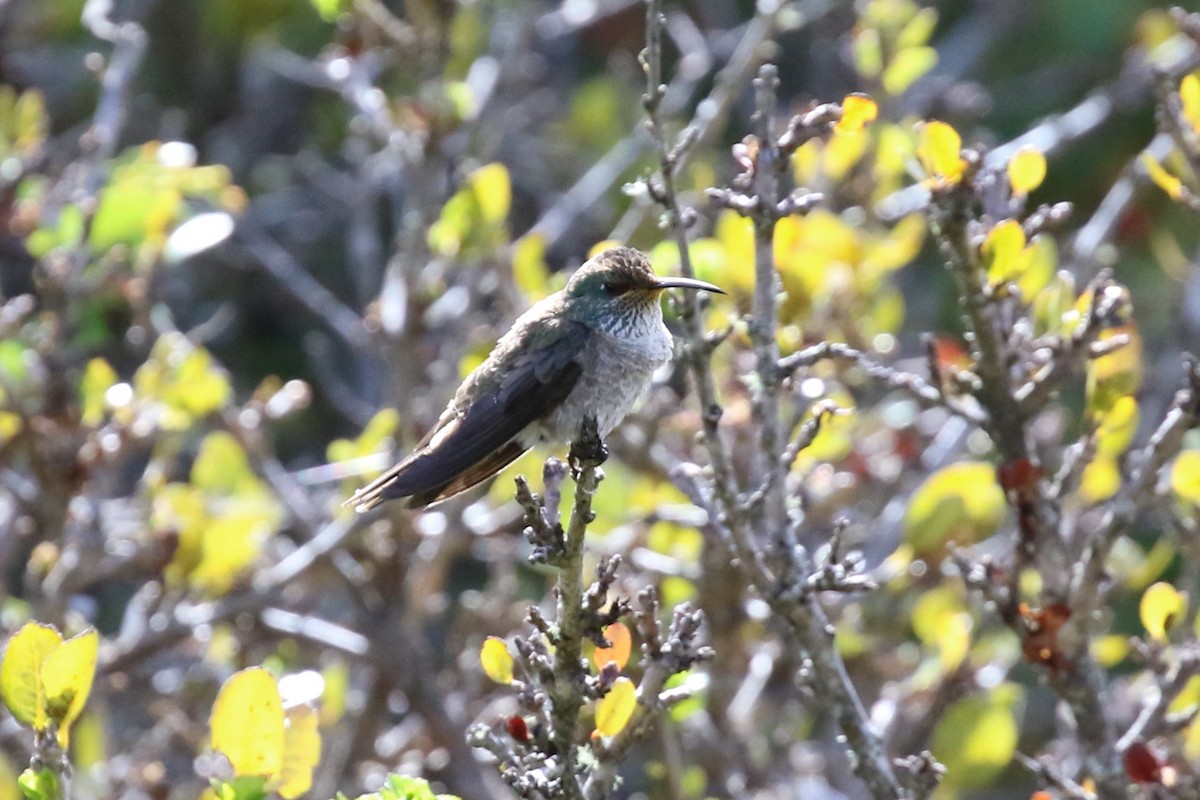 Colibrí del Chimborazo - ML620608272