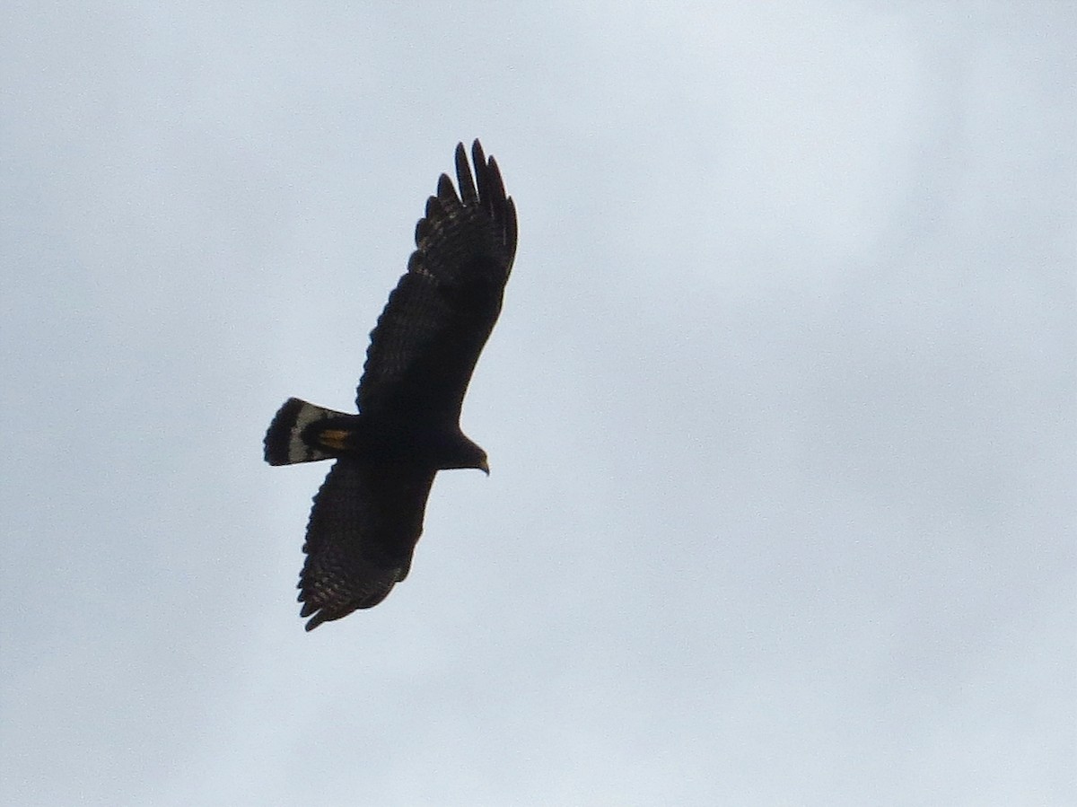 Zone-tailed Hawk - ML620608283