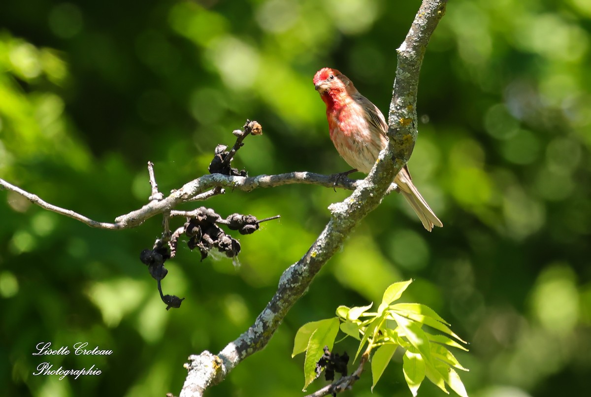 House Finch - ML620608290