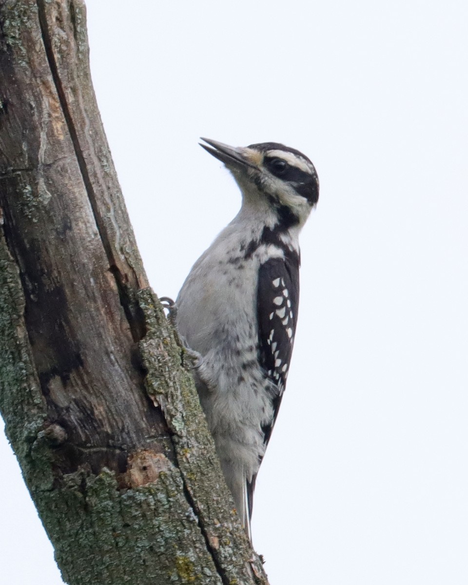 Hairy Woodpecker (Eastern) - ML620608291