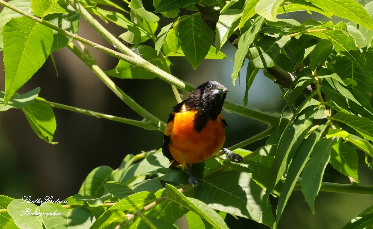 Baltimore Oriole - ML620608299