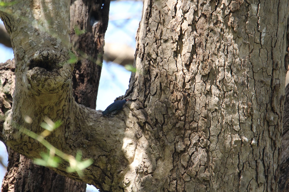 Velvet-fronted Nuthatch - ML620608306