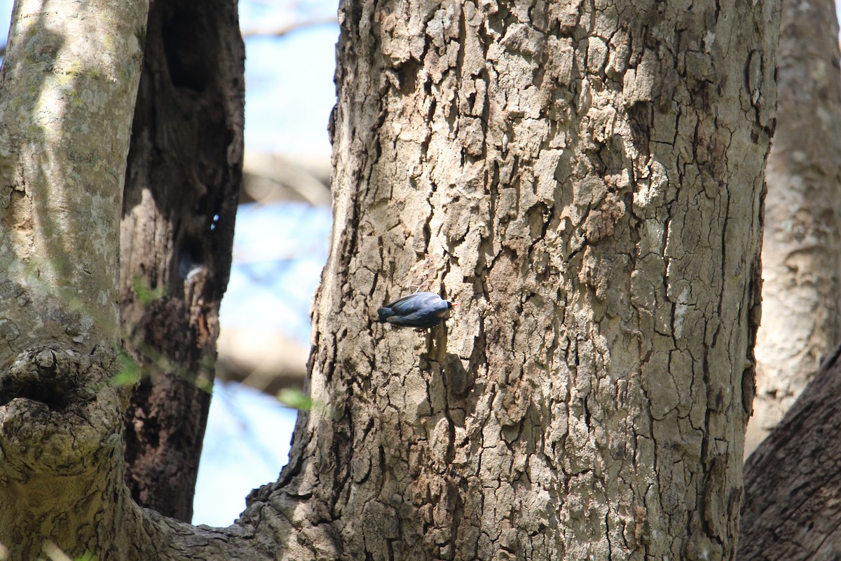 Velvet-fronted Nuthatch - ML620608308