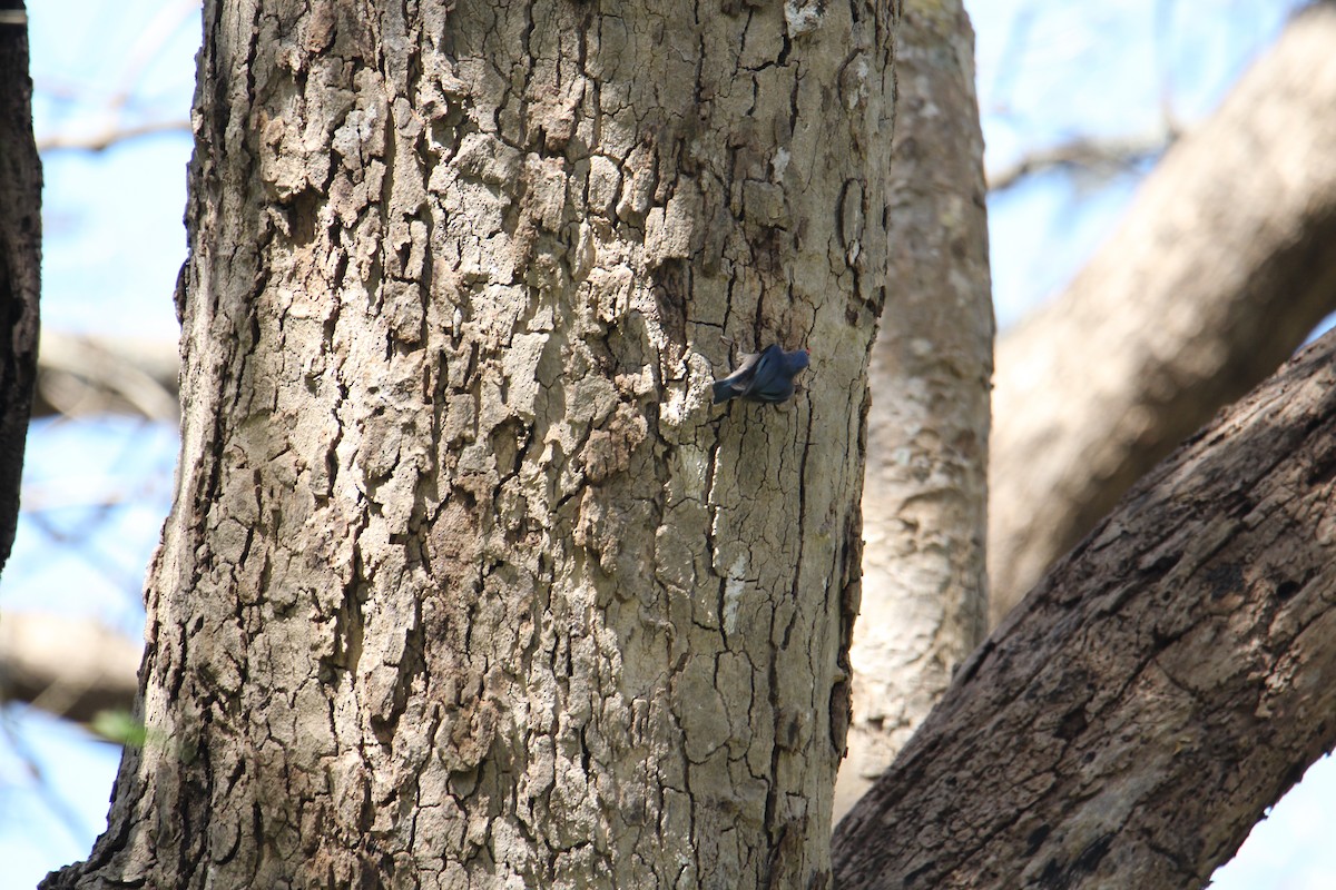 Velvet-fronted Nuthatch - ML620608309