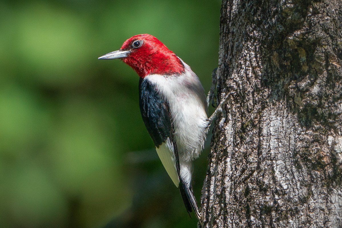 Red-headed Woodpecker - ML620608310