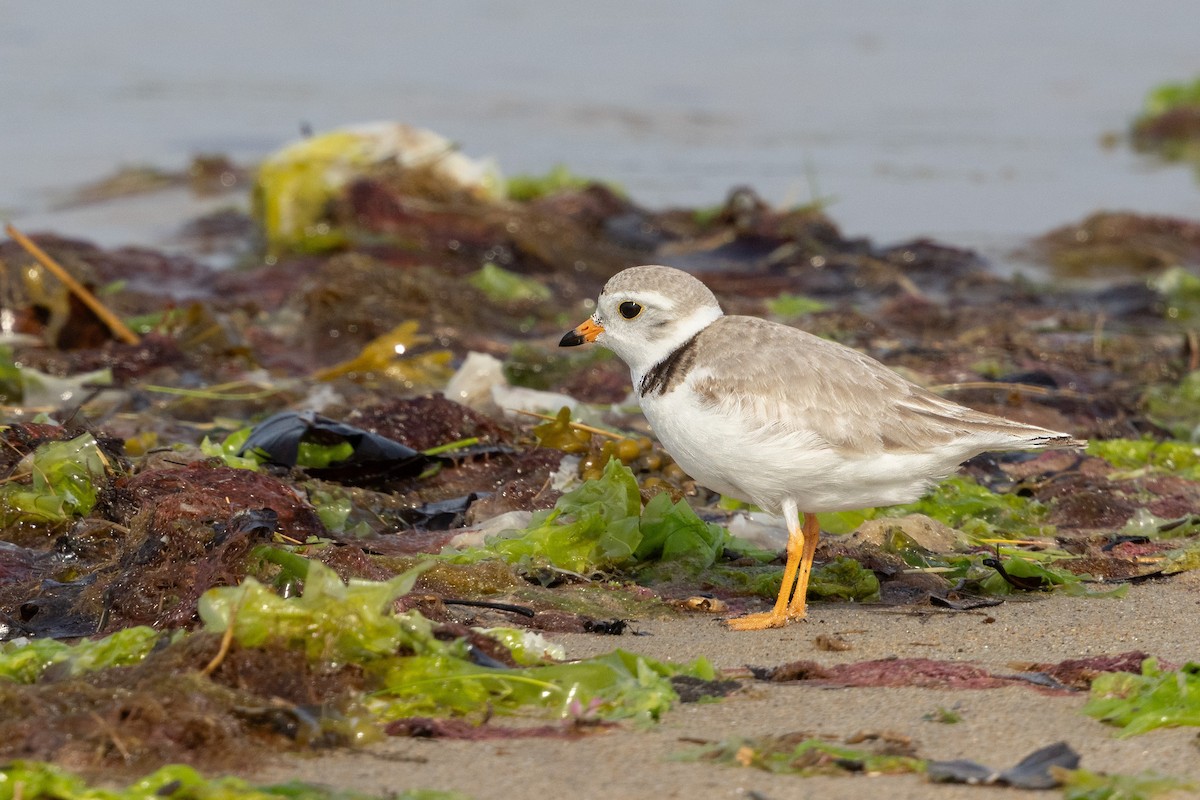 Piping Plover - ML620608316