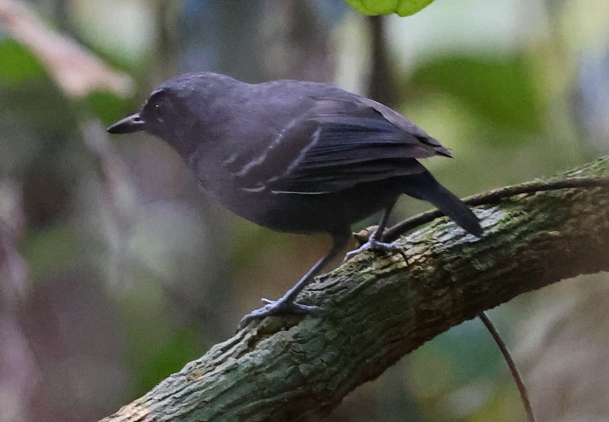 Black-faced Antbird - ML620608321