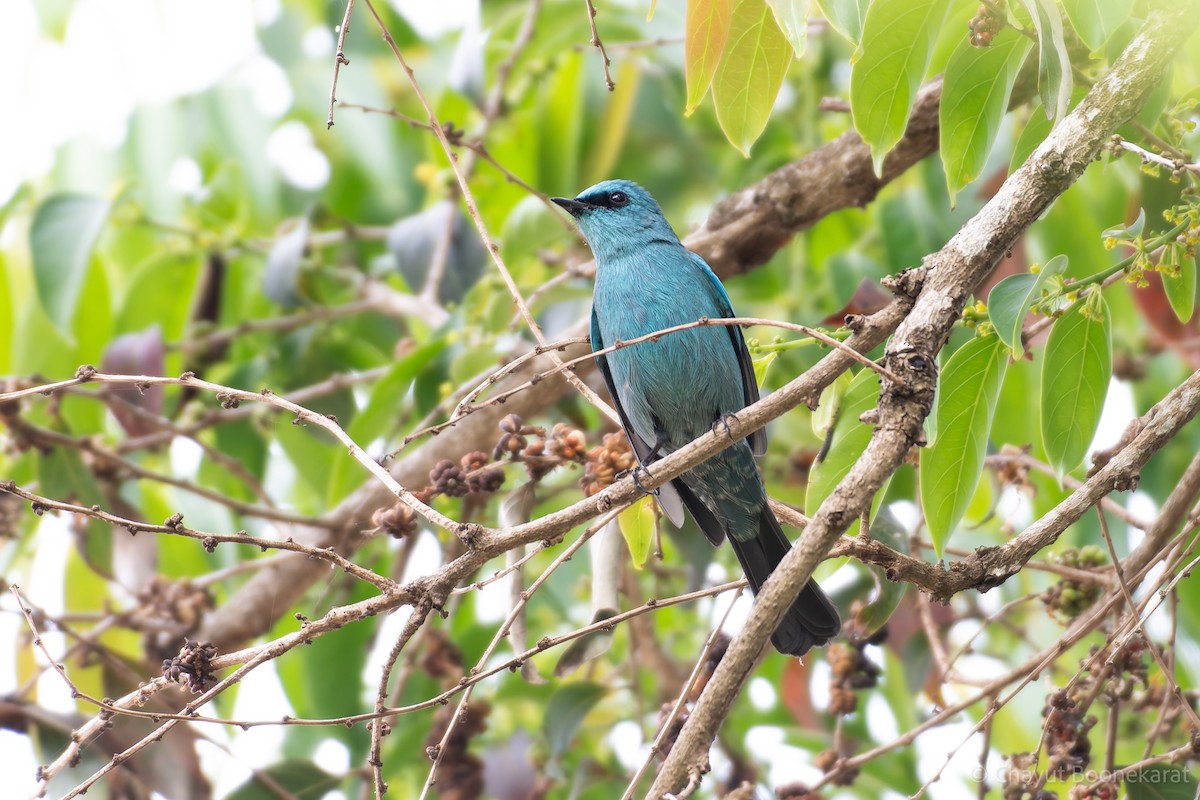 Verditer Flycatcher - ML620608322