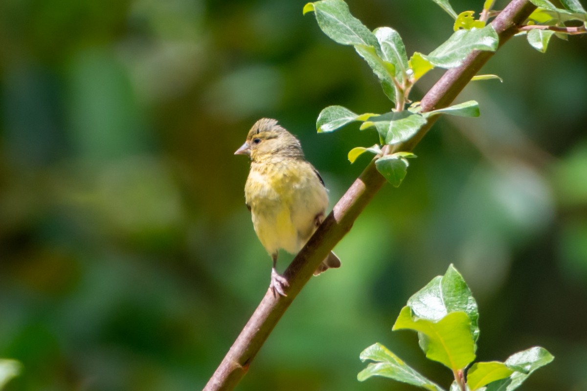 Lesser Goldfinch - ML620608326