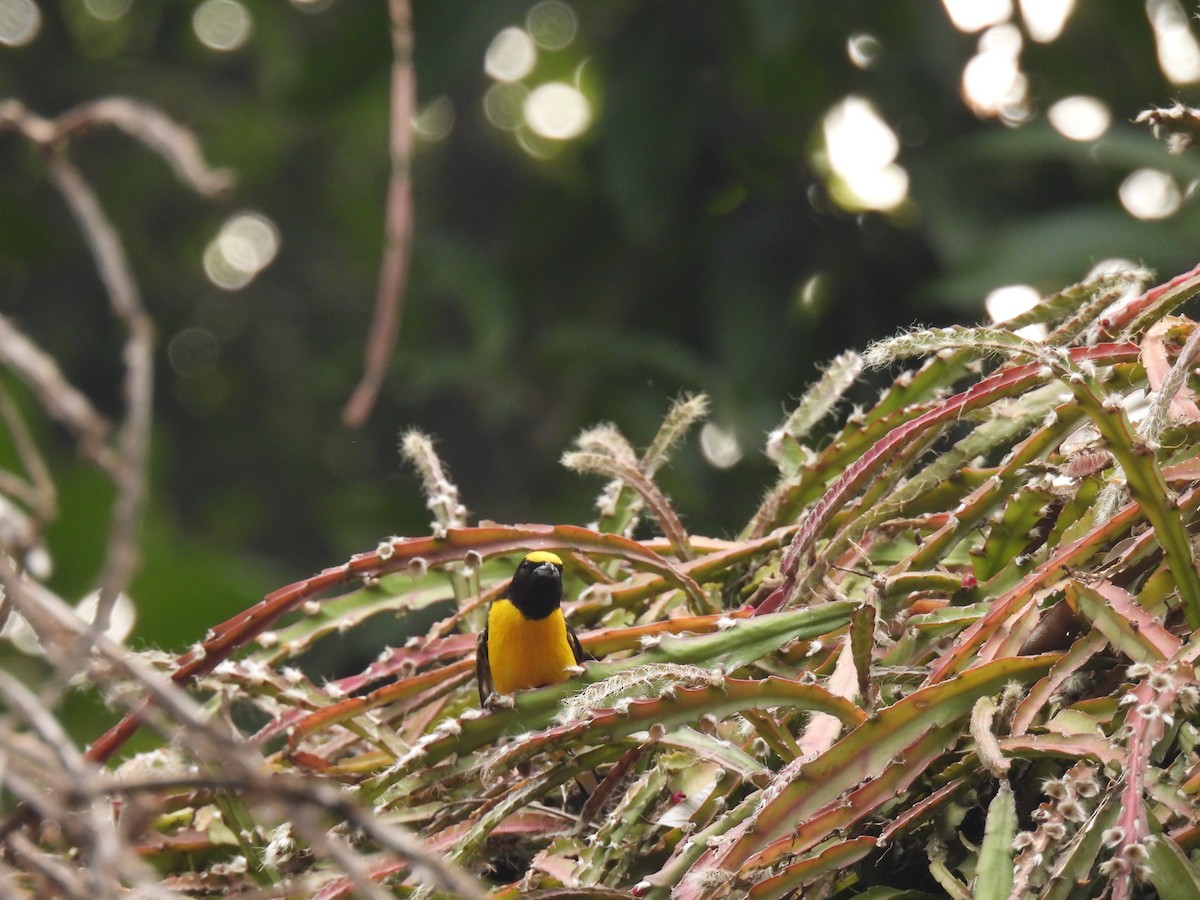 Purple-throated Euphonia - ML620608328