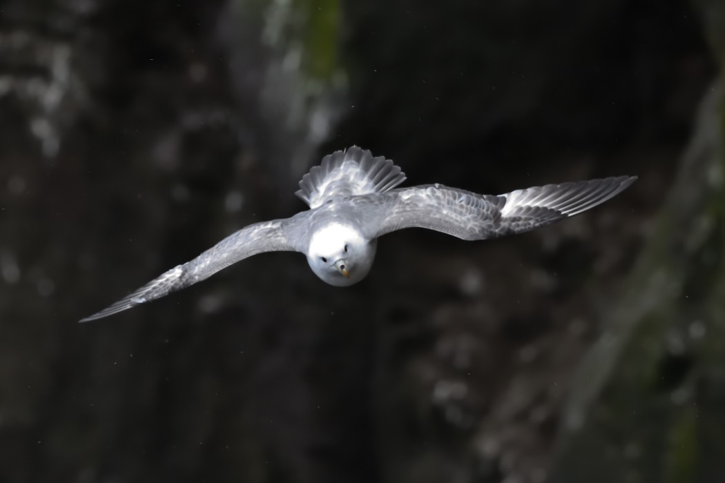 Northern Fulmar - ML620608329