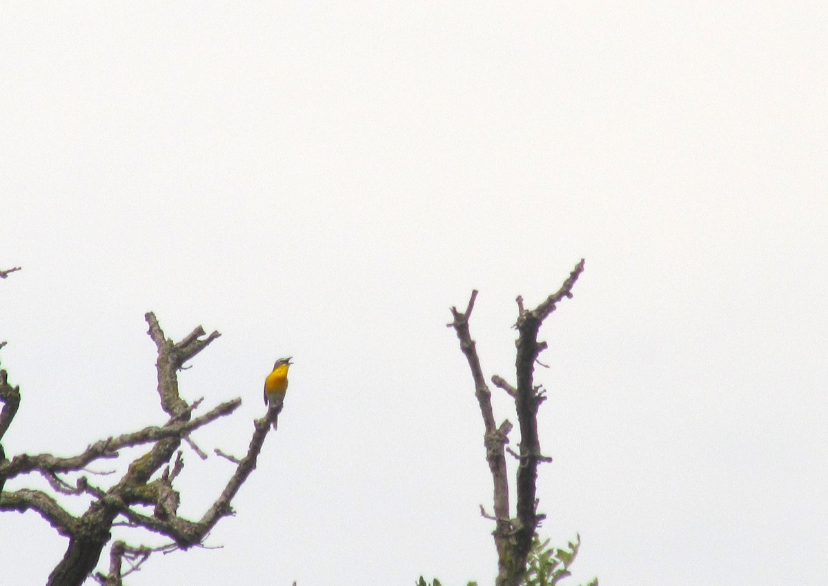 Yellow-breasted Chat - ML620608331
