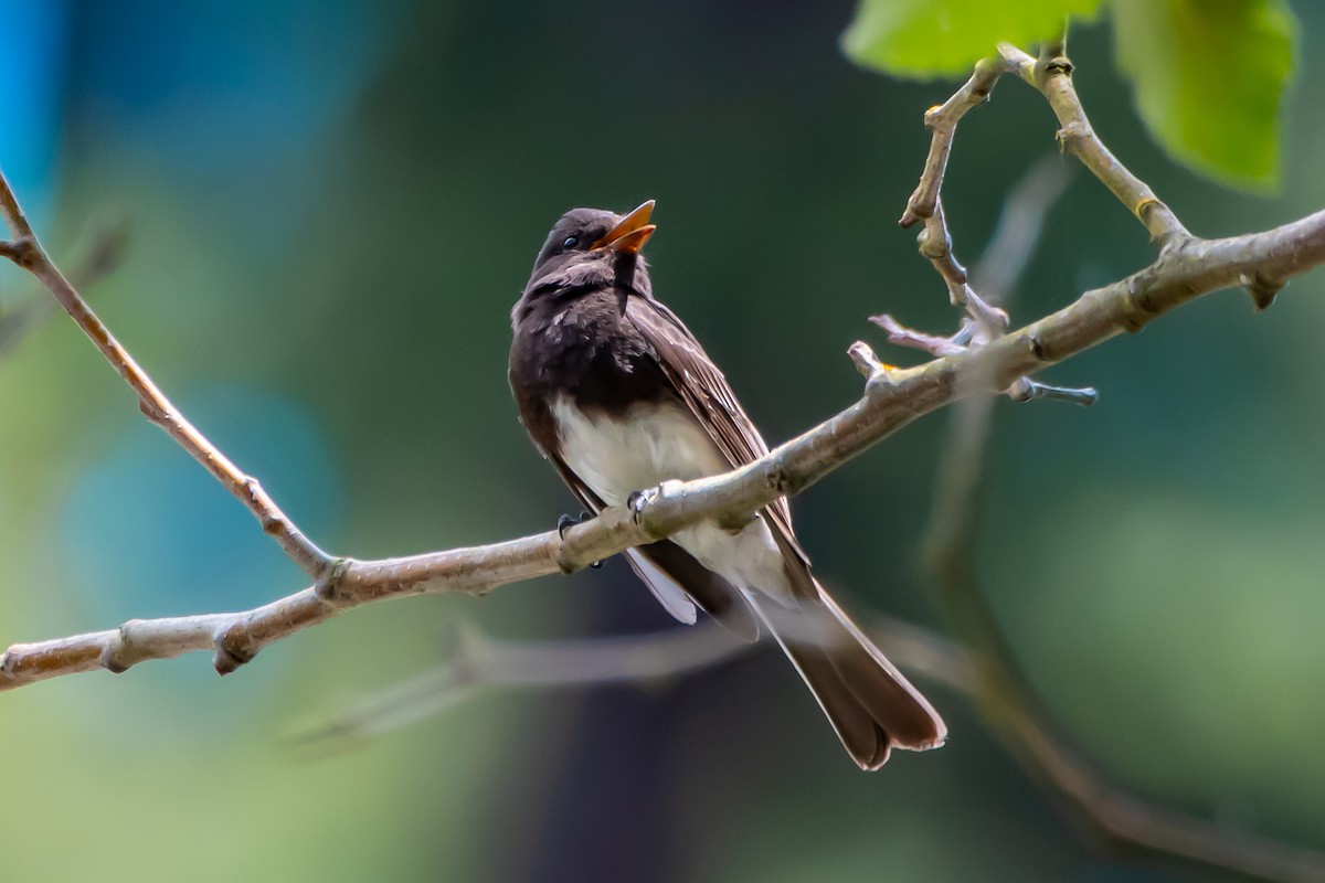 Black Phoebe - ML620608333