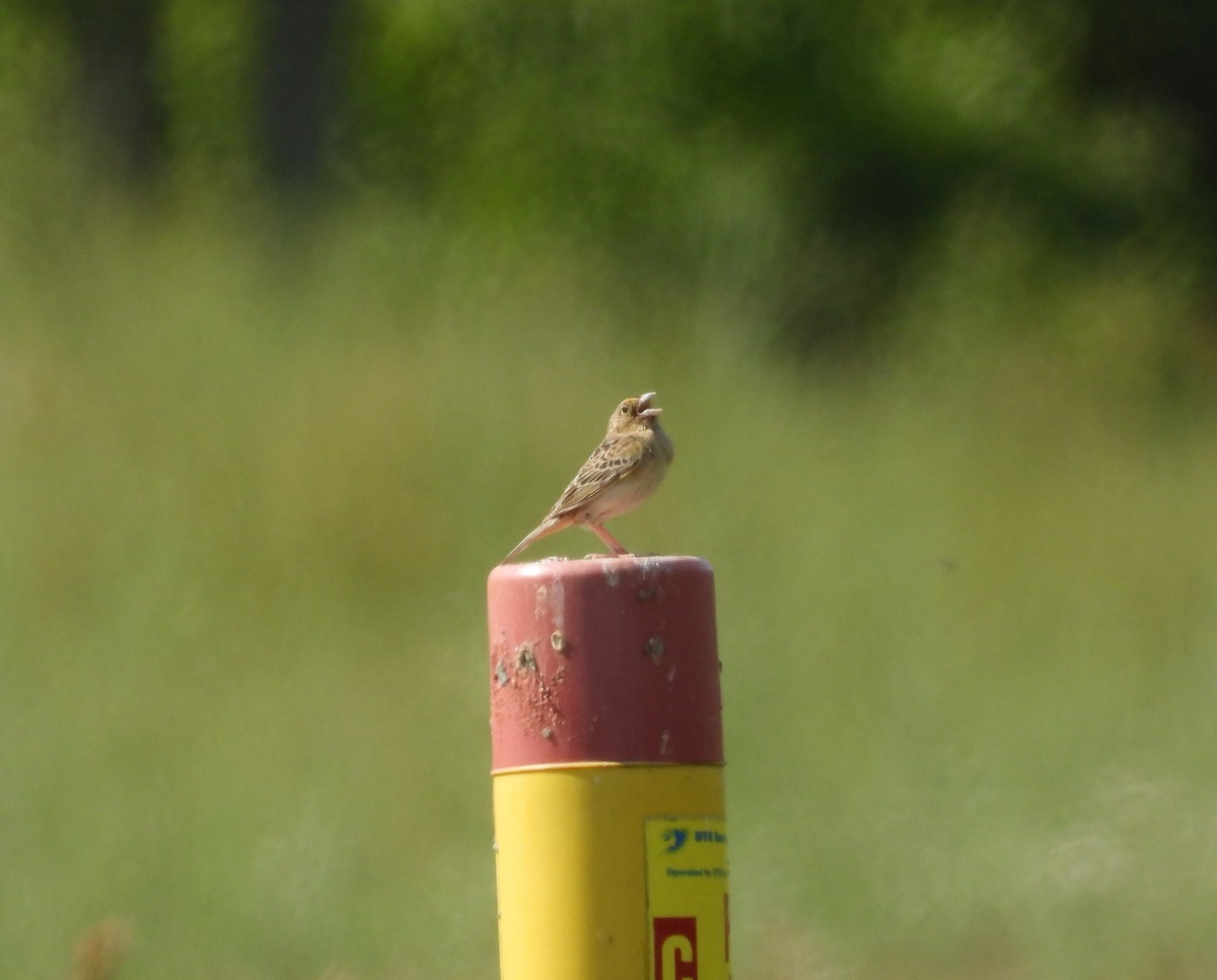 Grasshopper Sparrow - ML620608335