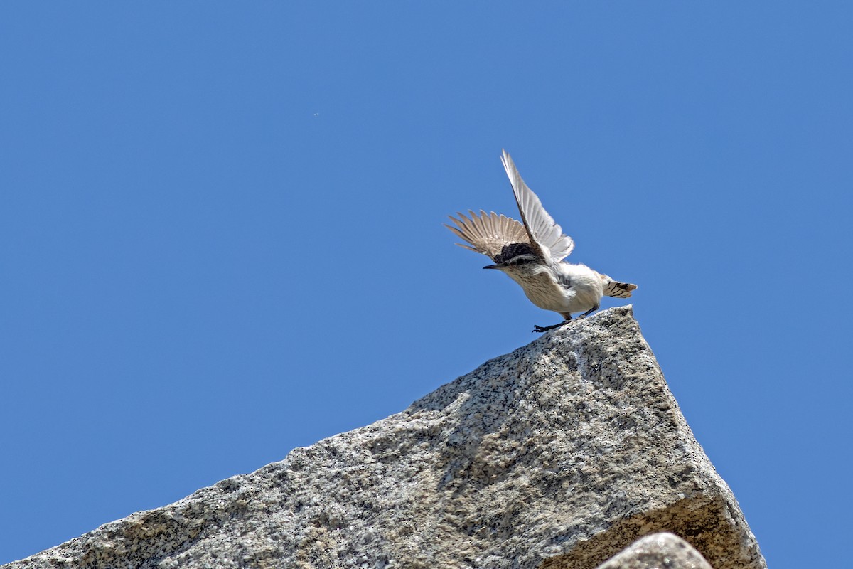 Rock Wren - ML620608344