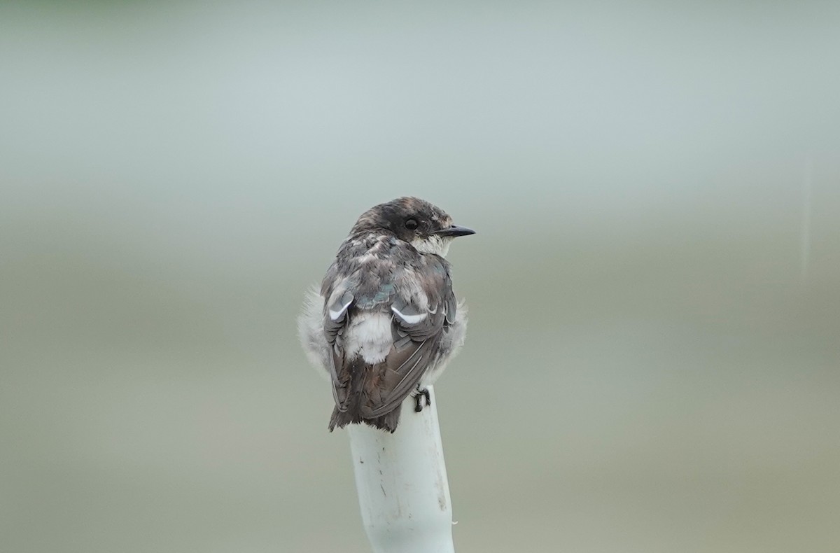 Golondrina de Manglar - ML620608346