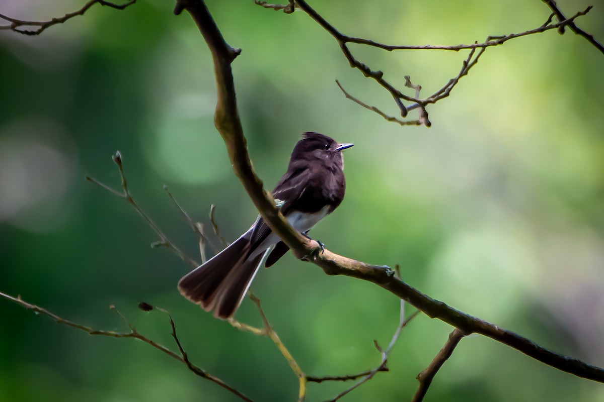 Black Phoebe - ML620608348