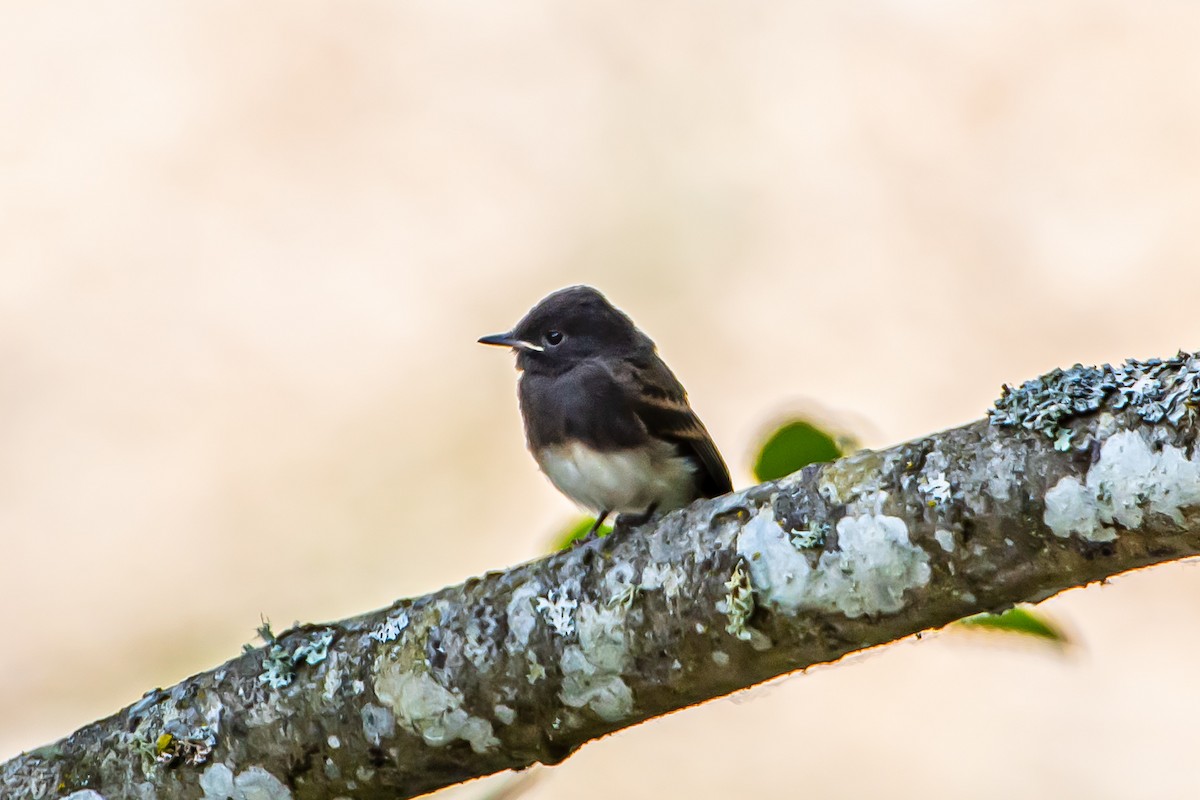 Black Phoebe - ML620608353