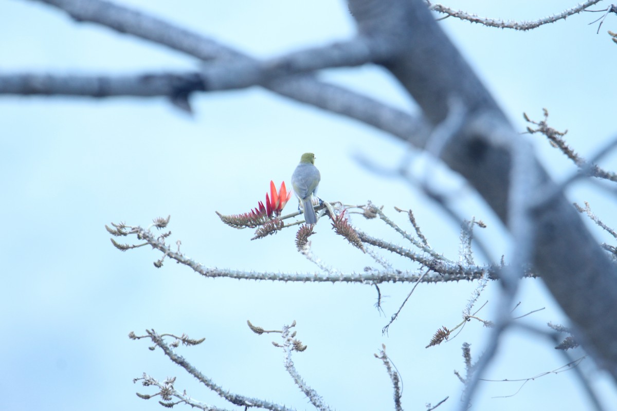 Yellow-throated Bulbul - ML620608355