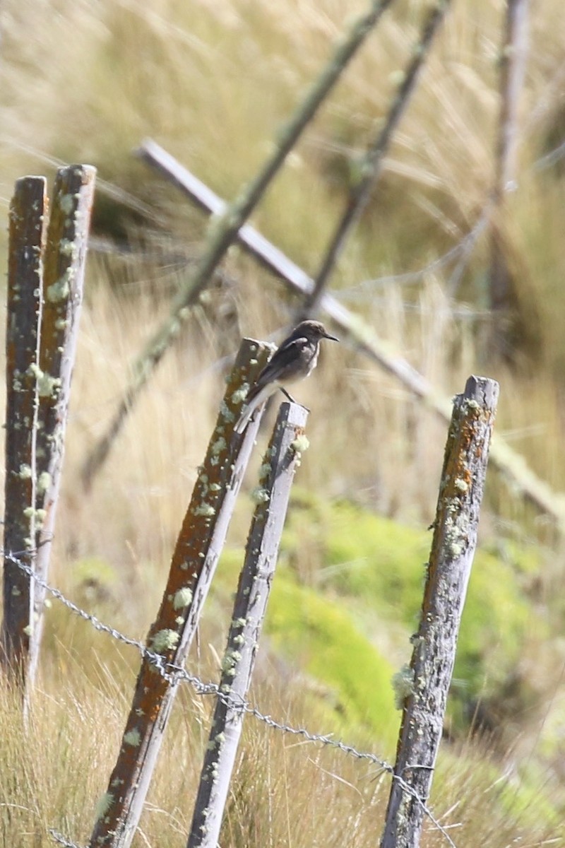 Black-billed Shrike-Tyrant - ML620608360