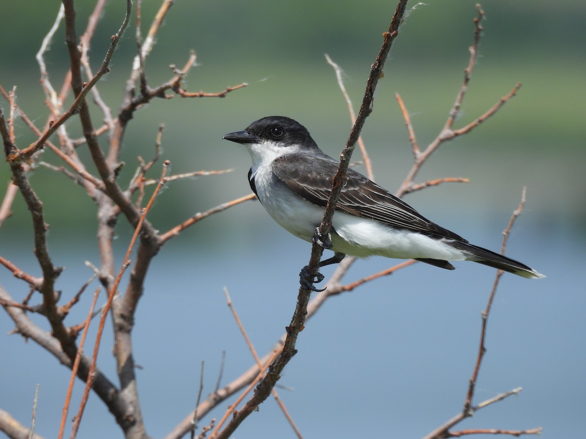 Eastern Kingbird - ML620608361