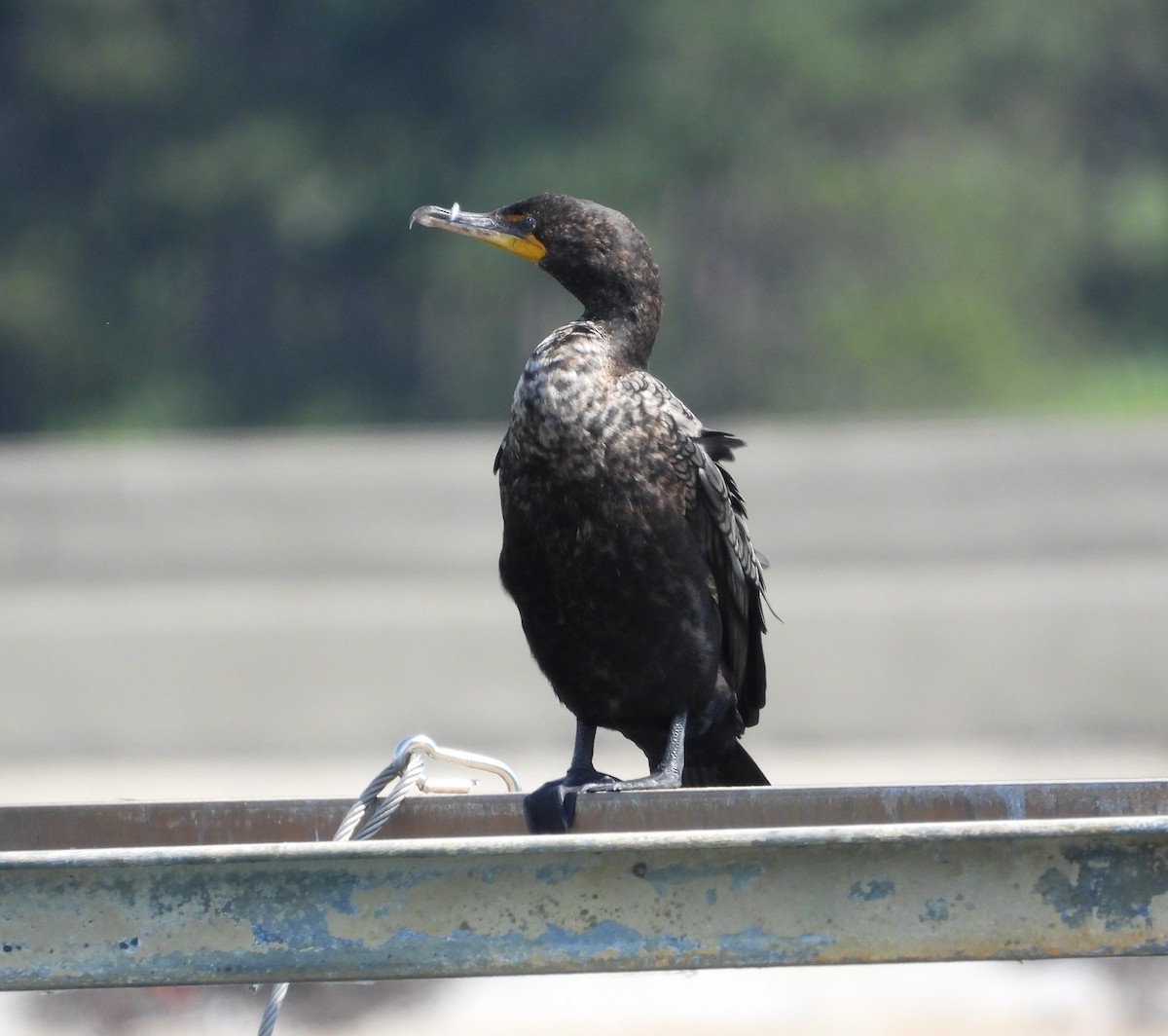 Cormorán Orejudo - ML620608363