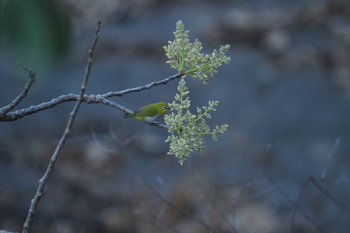 Indian White-eye - ML620608365