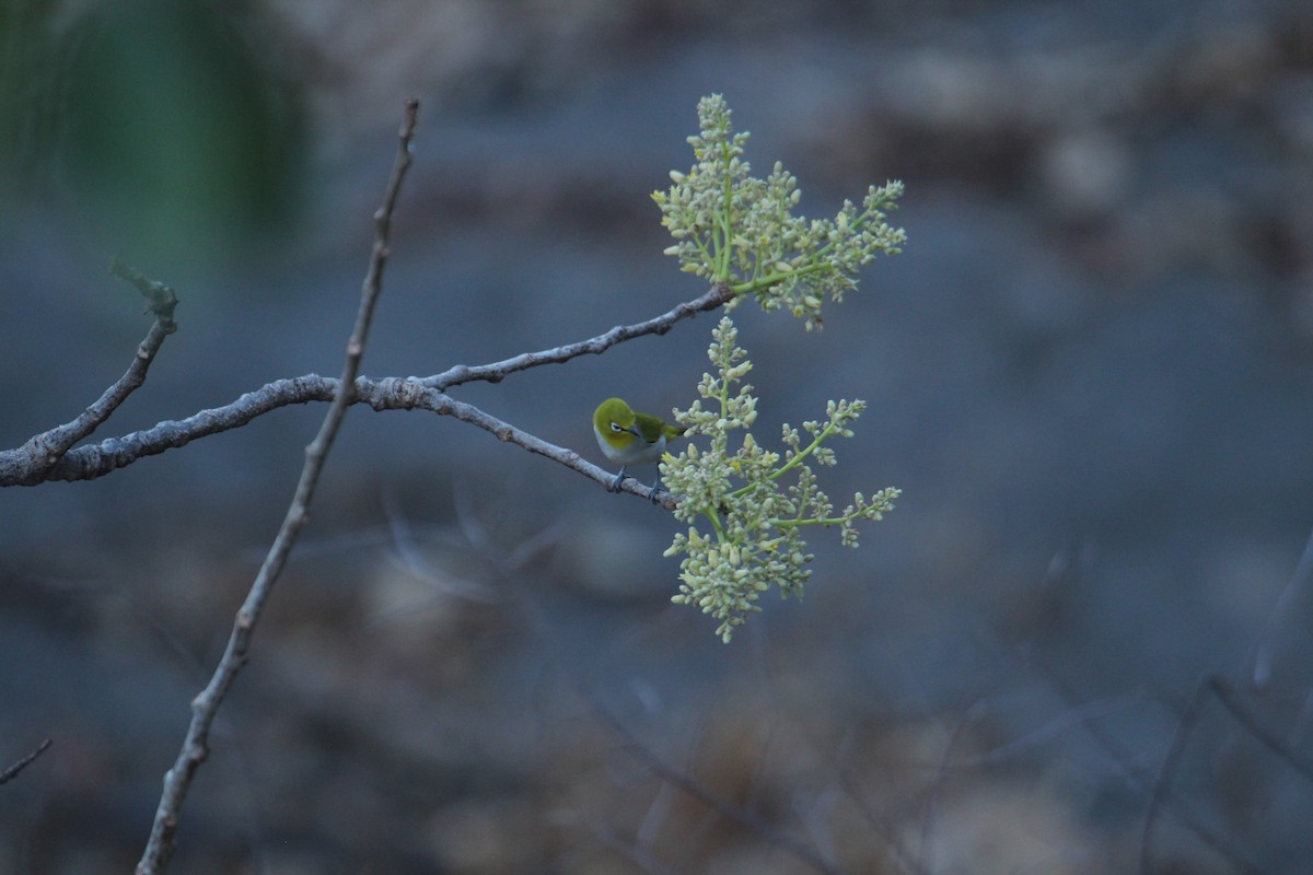 Indian White-eye - ML620608366