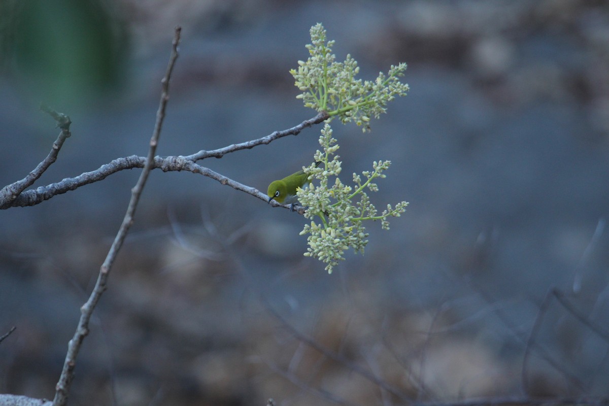 Indian White-eye - ML620608368