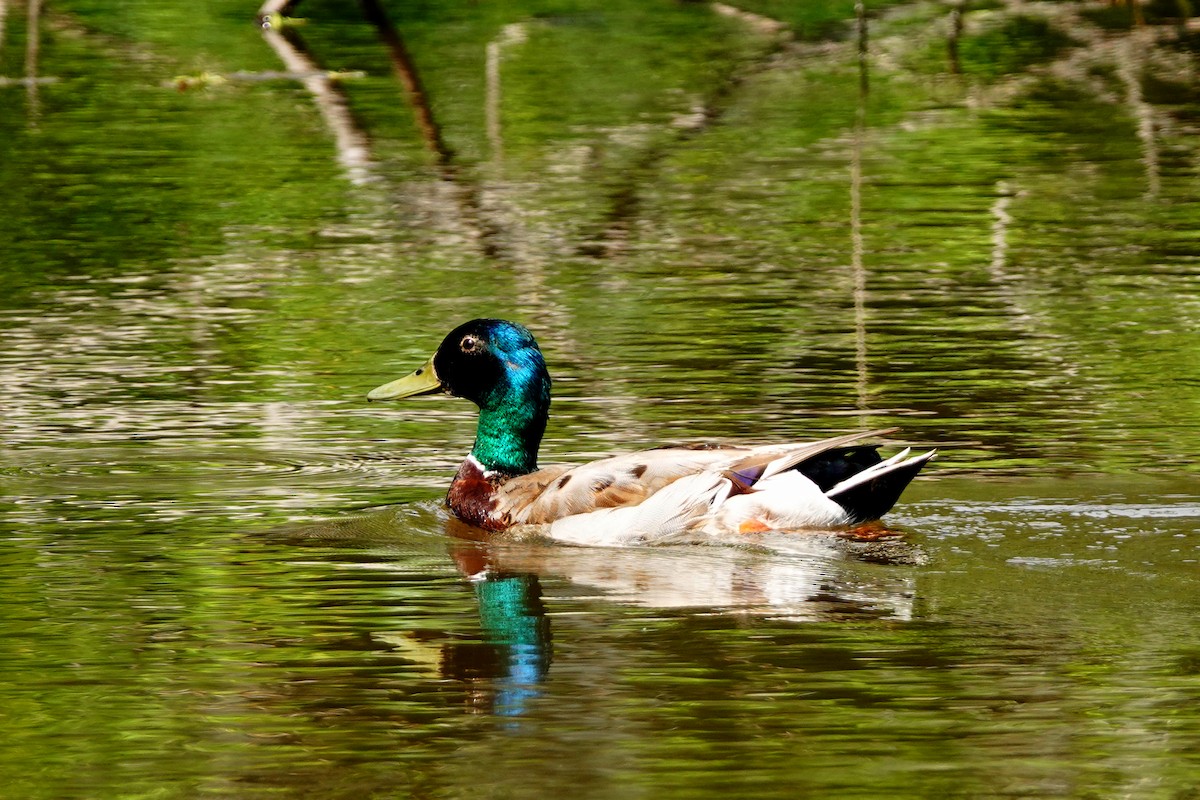 Canard colvert - ML620608369