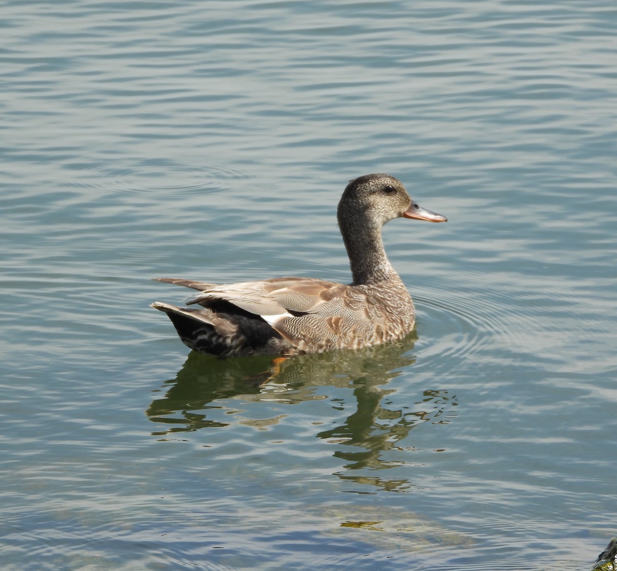 Gadwall - ML620608377