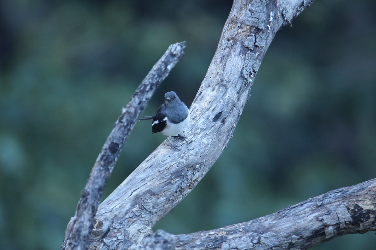 Oriental Magpie-Robin - ML620608381