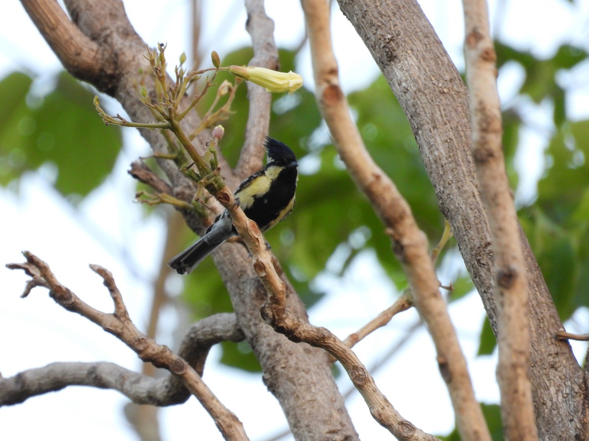 Indian Yellow Tit - ML620608383