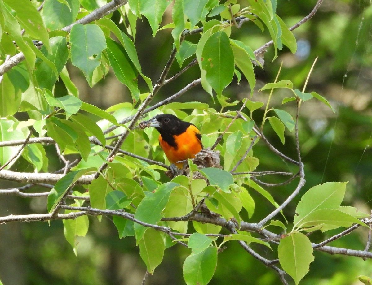 Oriole de Baltimore - ML620608384