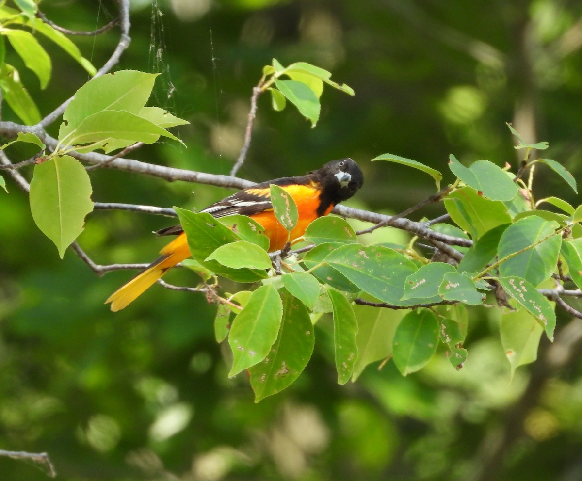 Oriole de Baltimore - ML620608385