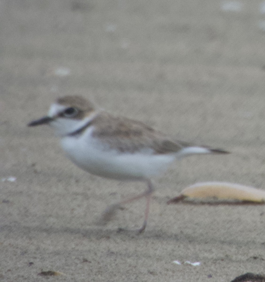 Collared Plover - ML620608386