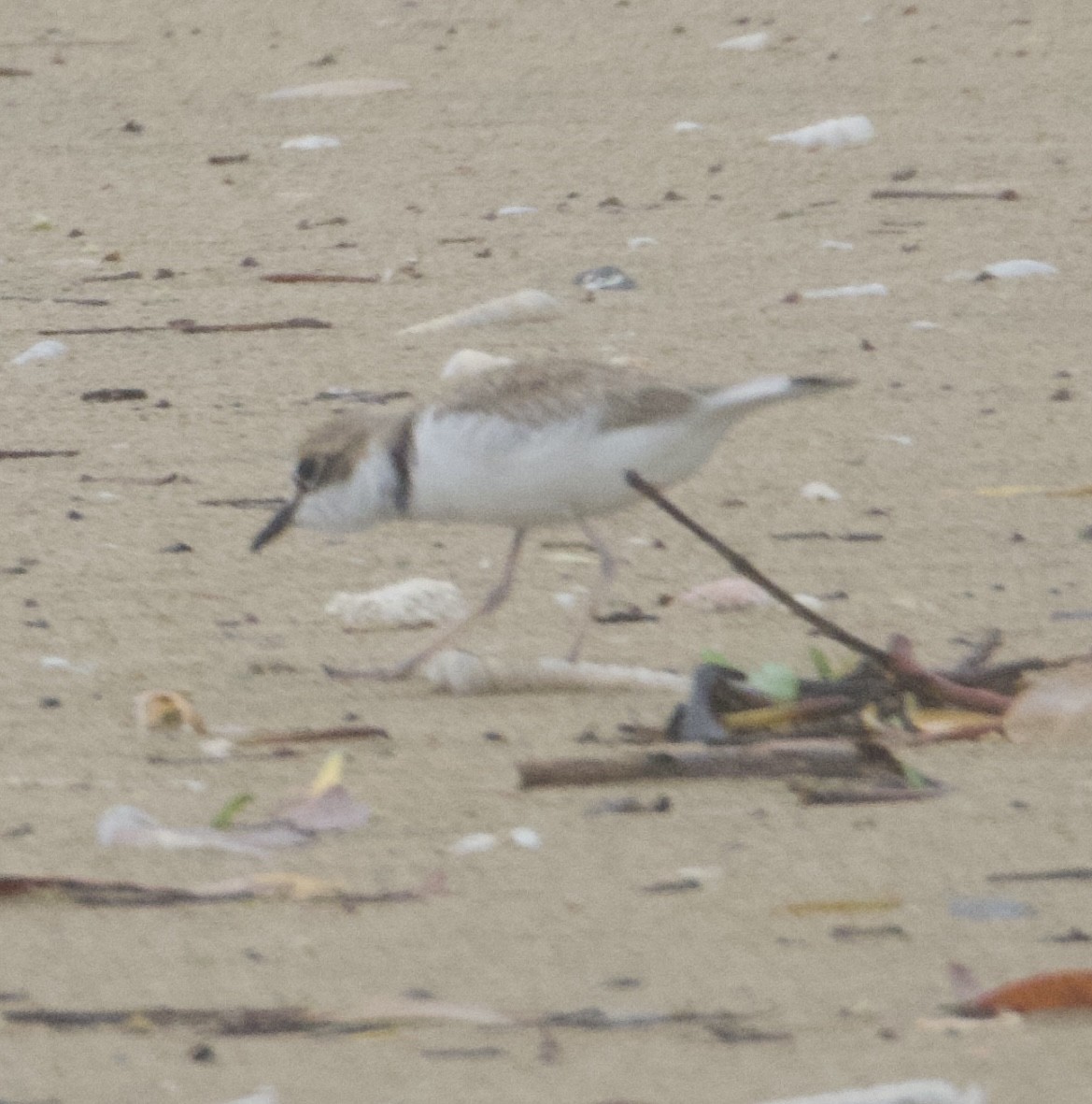 Collared Plover - ML620608387
