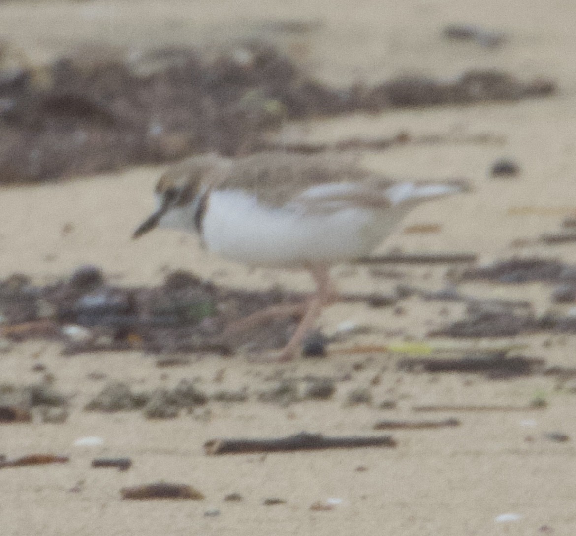 Collared Plover - ML620608388