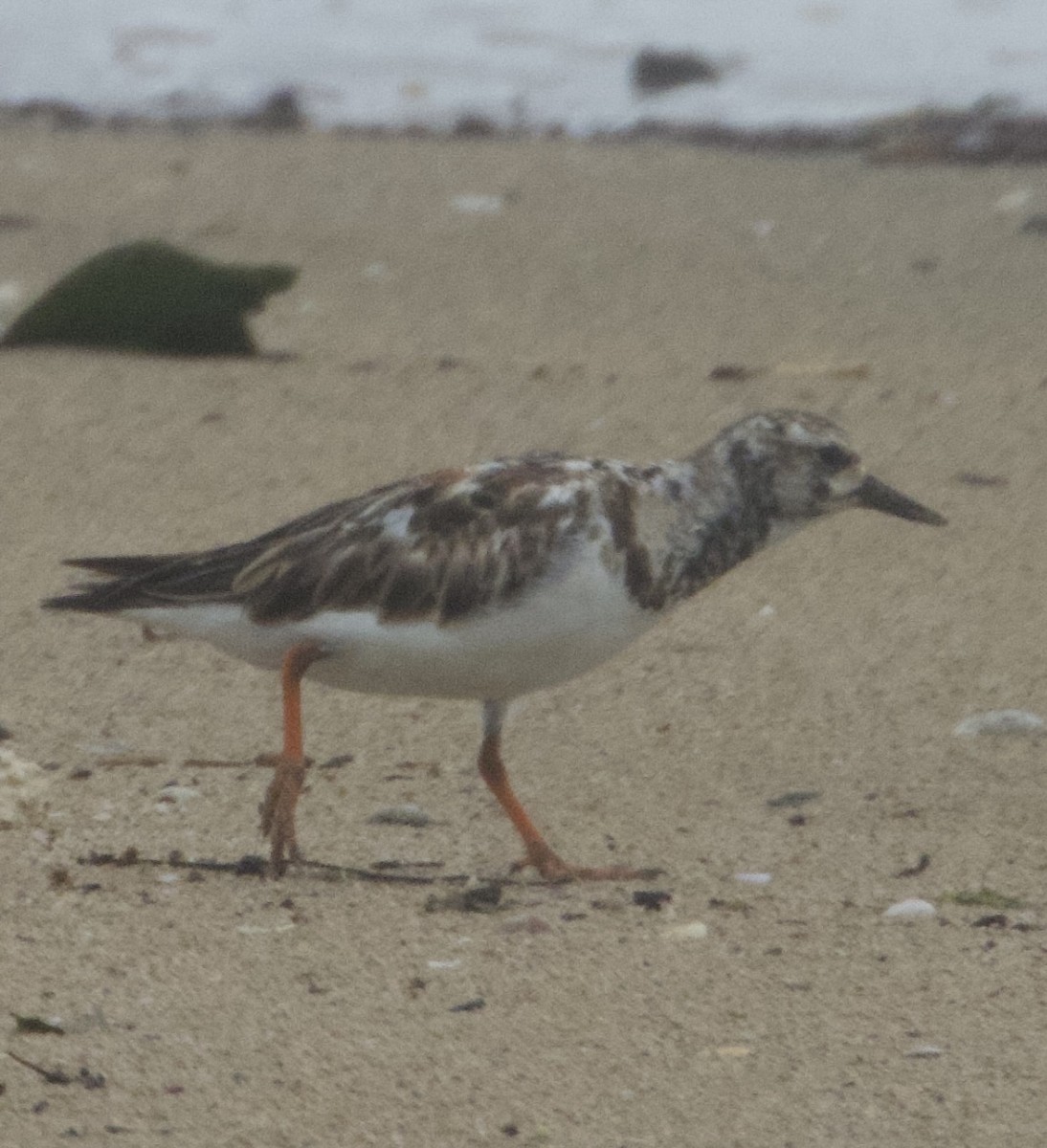 Ruddy Turnstone - ML620608389