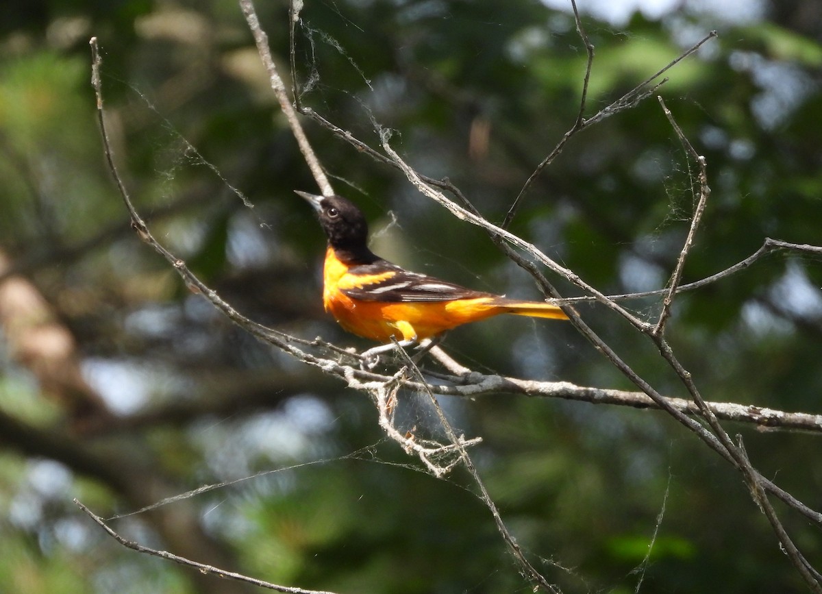 Baltimore Oriole - Amy Lyyski