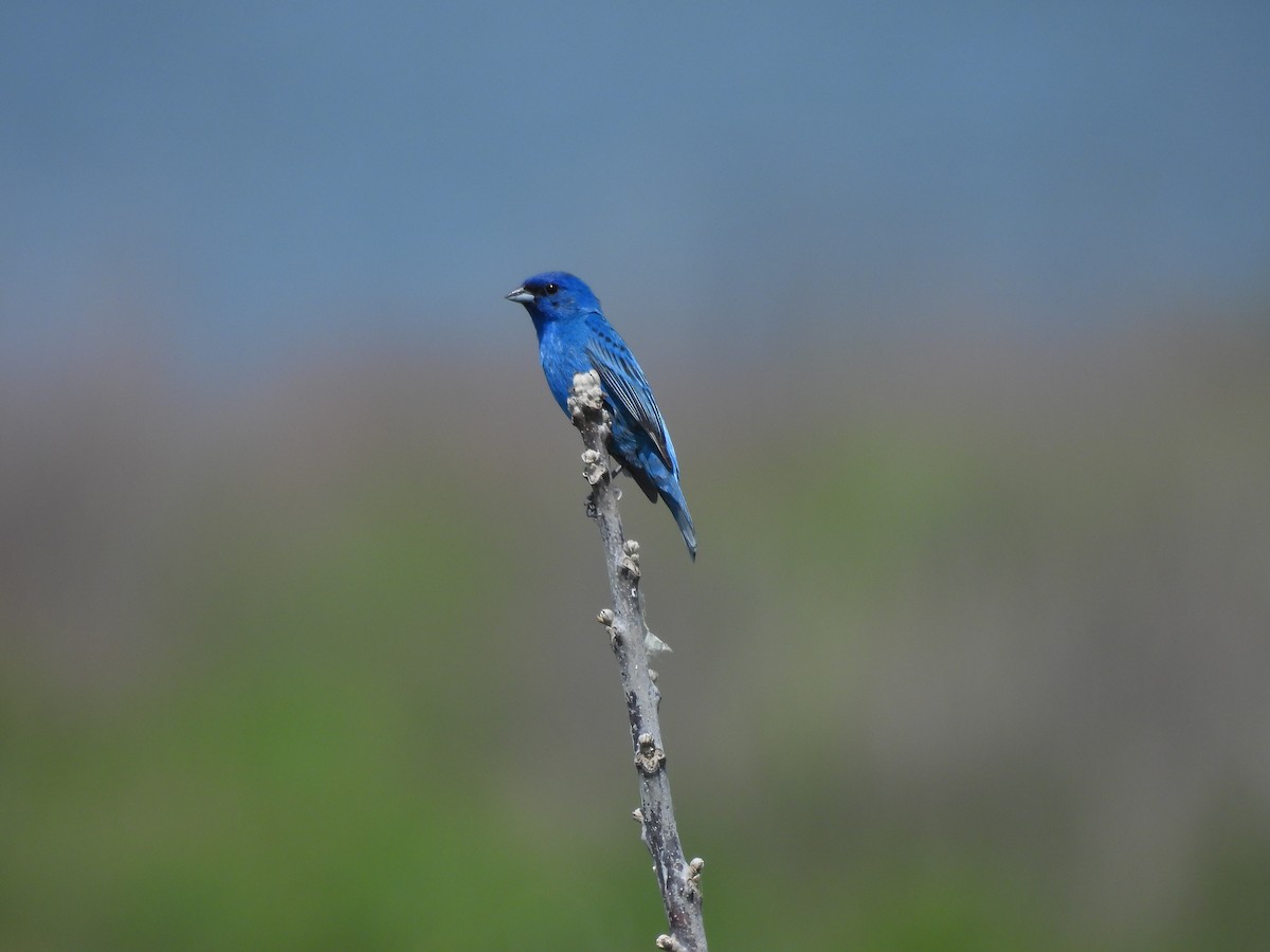 Passerin indigo - ML620608392