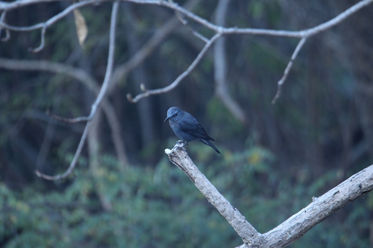 Blue Rock-Thrush - ML620608395