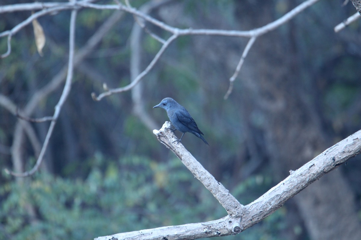 Blue Rock-Thrush - ML620608399