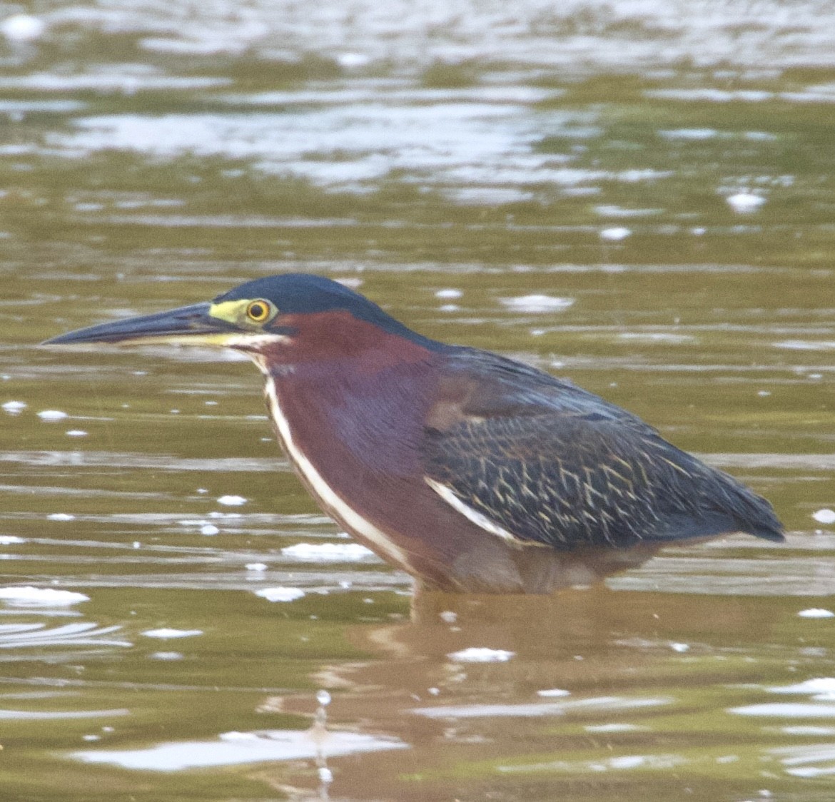 Green Heron - ML620608404