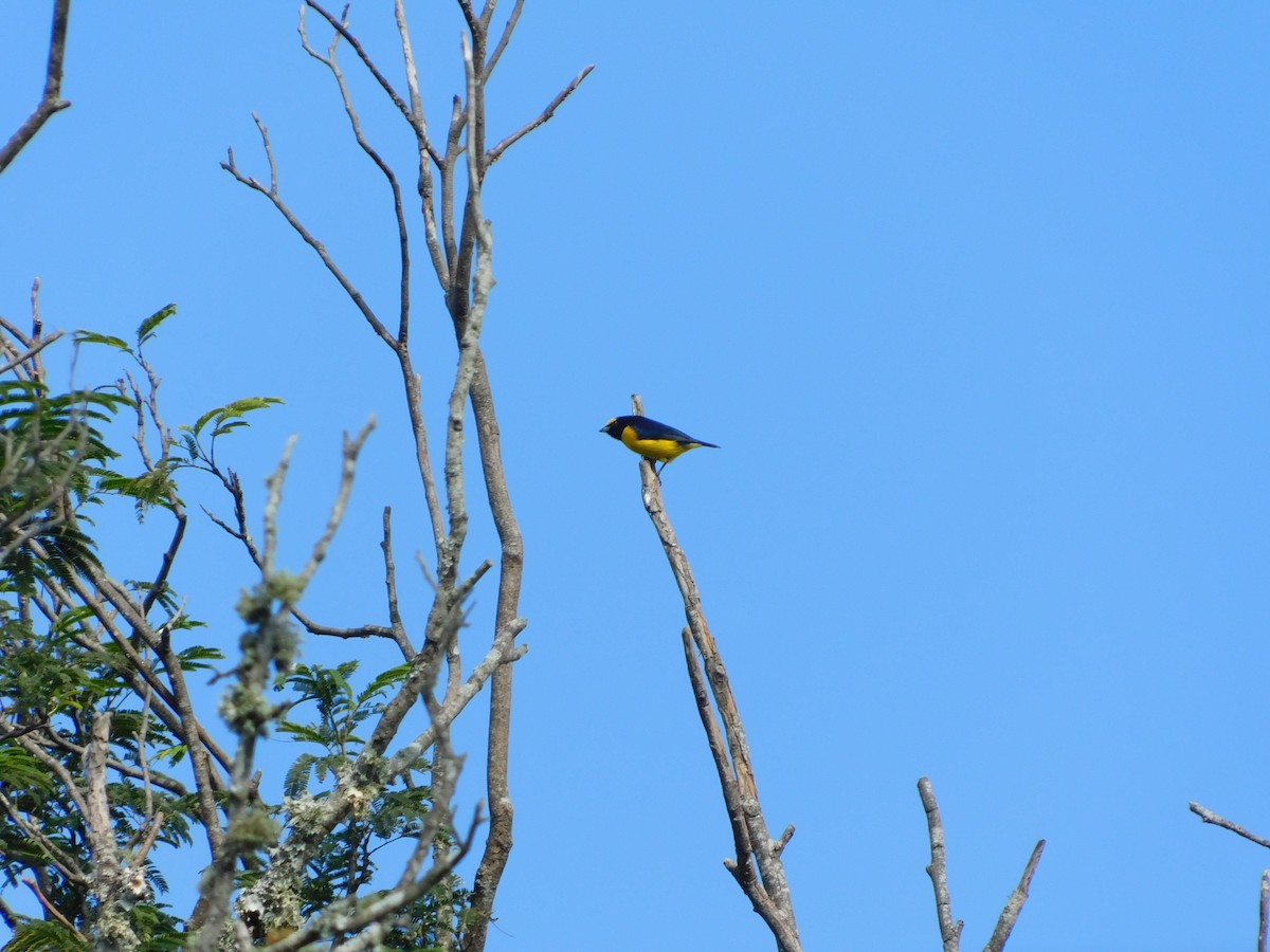 Purple-throated Euphonia - ML620608406