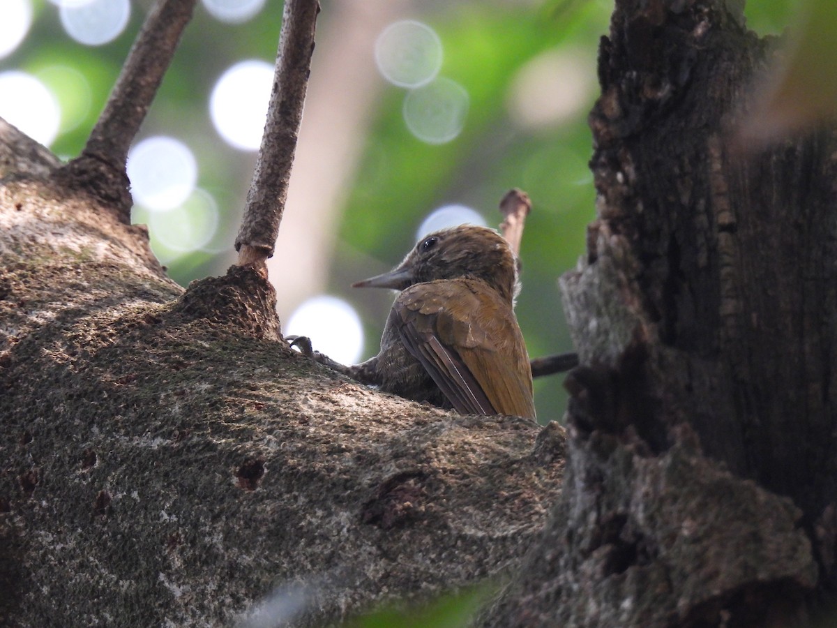 Little Woodpecker - ML620608413