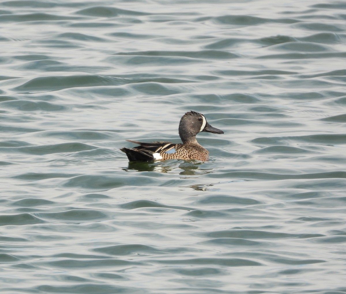 Blue-winged Teal - Amy Lyyski