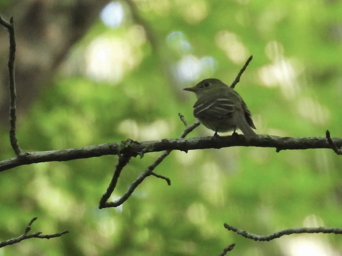 Acadian Flycatcher - Suzanne Stock